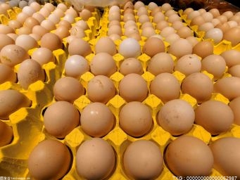 天津市北辰区 农业基地稳产保供 日产鸡蛋近10吨 