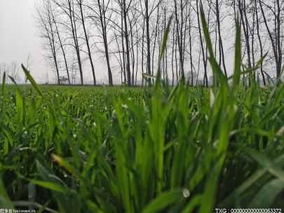 170多万亩小麦田喜迎春雨 
