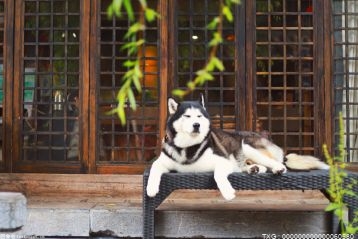 狗怎么平安度过炎热夏季 狗狗汗腺分布在哪里